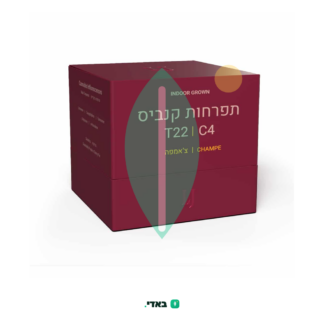 צ'אמפה (Champe) – אינדיקה T22/C4