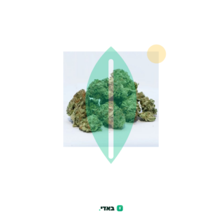 אטלס (ATLAS) – קנאביס T5/C10